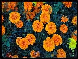 Pomarańczowa, Kwiaty, Aksamitka